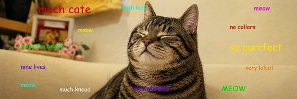 catecoin meme banner